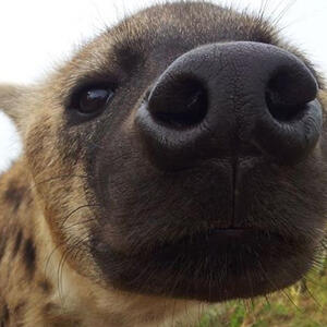 **Art By**: Kitchiki